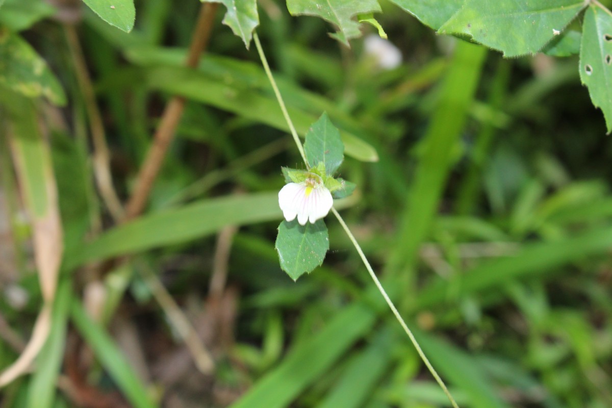 Blepharis maderaspatensis (L.) B.Heyne ex Roth